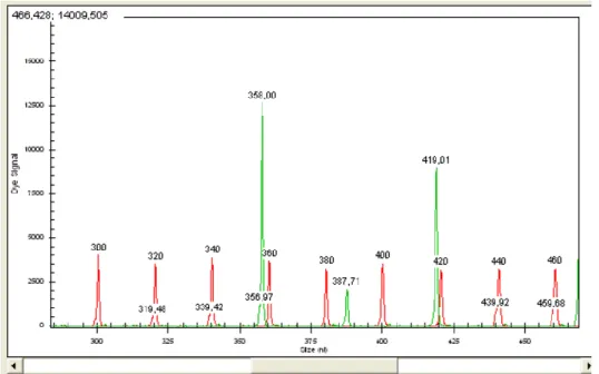 Figura 4. Captura de pantalla de una lectura de fragmentos marcados mediante el programa  CEQ TM  8000 Genetic Analysis System 