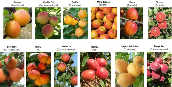 Figura 2. Variabilidad de frutos de albaricoquero de variedades procedentes de diferentes  programas de mejora