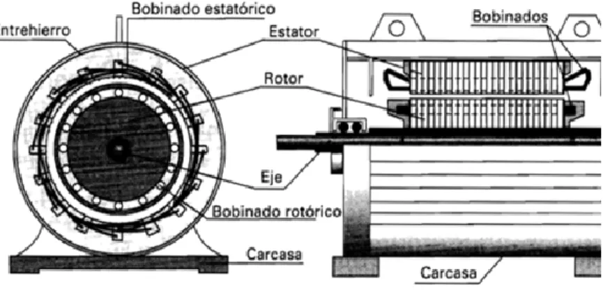Fig. 1.1. Motor asíncrono trifásico, dibujado en sección. 