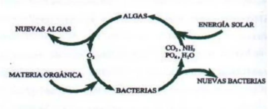 Figura 1. Actividad entre algas y bacterias 
