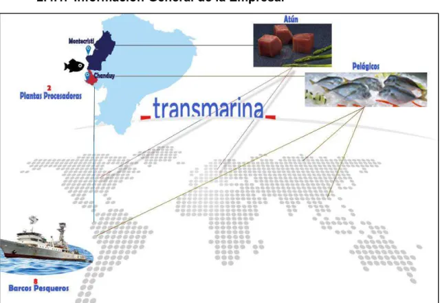 Figura 5.- Principales actividades de Transmarina C.A. 