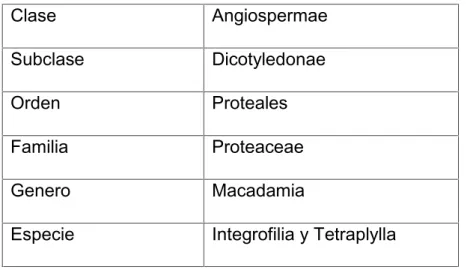 Tabla 1: Taxonoma de la macadamia