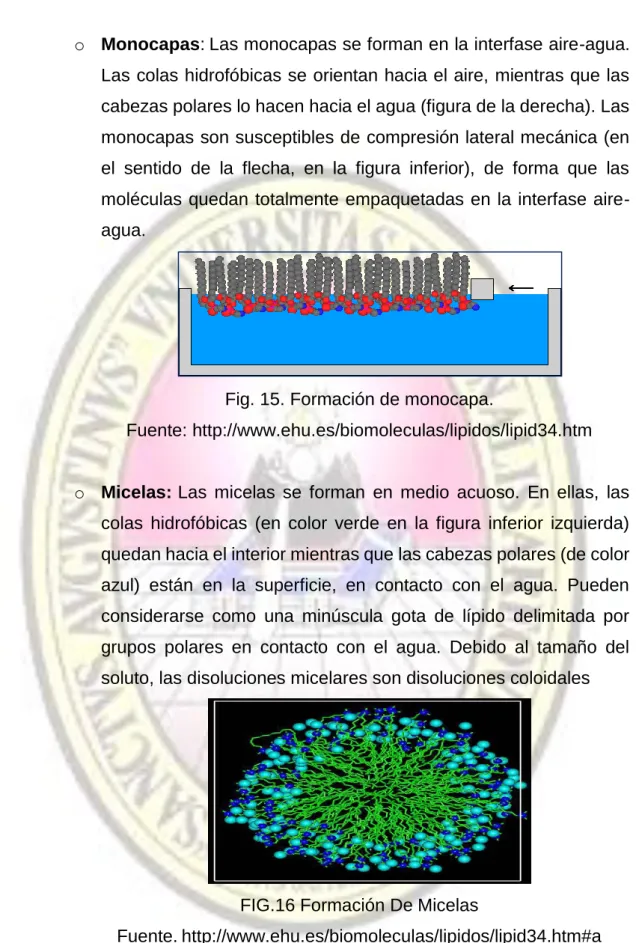 Fig. 15. Formación de monocapa. 