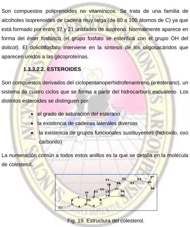 Fig. 19. Estructura del colesterol. 