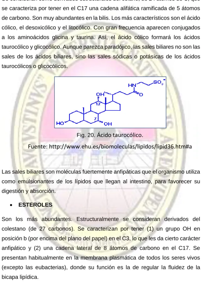 Fig. 20.  Ácido taurocólico. 