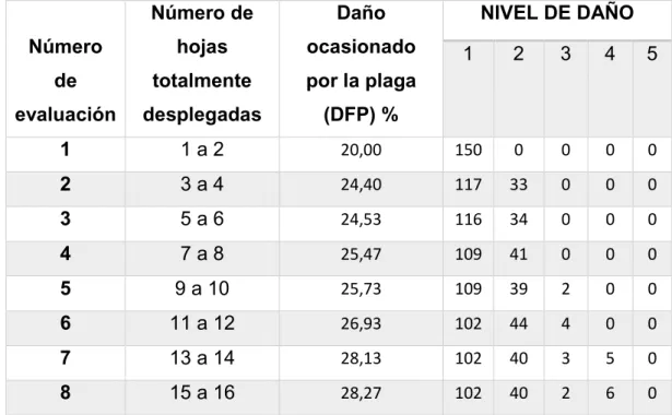 Cuadro 6. Evaluación de número de hojas totalmente desplegadas y nivel de  daño (severidad) de S