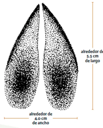 Figura 1. Huellas de manos y patas del venado de cola blanca (Aranda, 2012). 