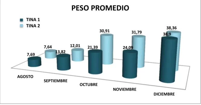 Gráfico  4.7:  Peso  promedio  en  gramos  de  tina  1  y  tina  2  de  los  meses  agosto, septiembre, octubre, noviembre y diciembre