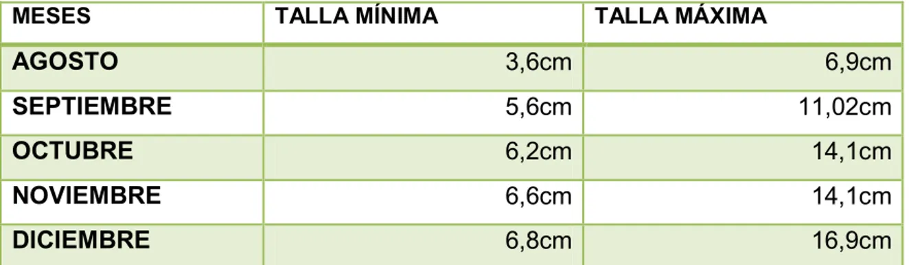 Tabla 4.9: Talla mínima y máxima en cm tina 1 de los meses de agosto,  septiembre, octubre, noviembre y diciembre 