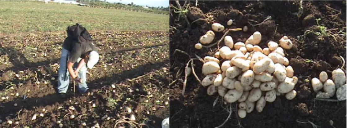 Fig. 2.3(a). Delimitación del área donde   Fig. 2.3 (b). Muestra seleccionada.          