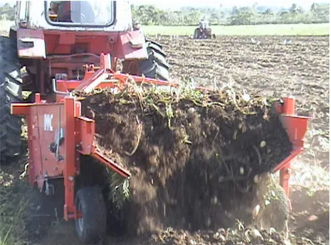 Fig. 3.2. Cosecha de los tubérculos en suelo pesado con alto grado de  impurezas. 