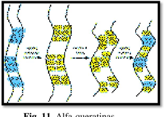Fig. 11. Alfa-queratinas  