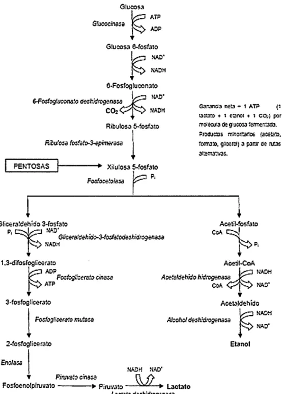 Figura  6:  Vía  heterofermentativa  de  la  glucosa  por  bacterias  ácido  lácticas  (Axelsson,  2004)