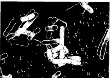 Figura 7:  Cepa de  Lactobacillus reuteri  aislada  por industria  BioGaia 