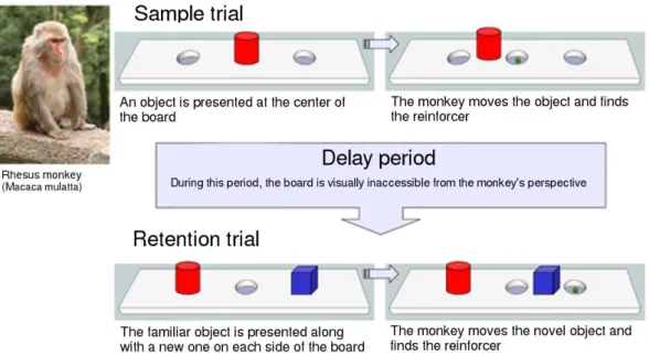 Figure 10. Standard presentation of a delayed-response task using visual stimuli , as used in animal studies  using monkeys