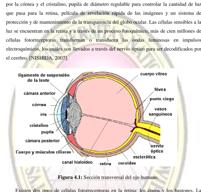Figura 4.1: Sección transversal del ojo humano. 