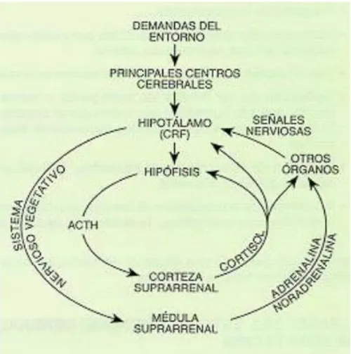 Fig. 1: Producción de hormonas por el sistema nervioso vegetativo y el eje  hipofisosuprarrenal 