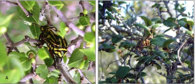 Fig.  12:  Relación  planta  animal.  A:  coleóptero  Rupela  formosa  en  Coccoloba  armata