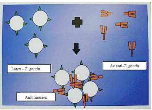 Figura 1. Esquema de ELISA. 