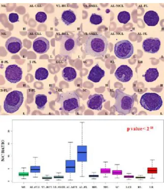 Figure 3: Examples of different cells, showing differential nucleus/cytoplasm ratio, with associated boxplots (Source: 