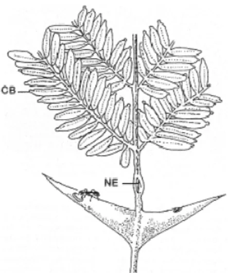 Figura 1. Pseudomymex posada sobre una espina de Acacia sphaerocephala  (Fabacea) que sirve de refugio  y cámara de cría, obsérvese además el nectario extrafloral en la base del peciolo (NE) y los cuerpos de Belt  (CB) en el  extremo de los foliolos de las