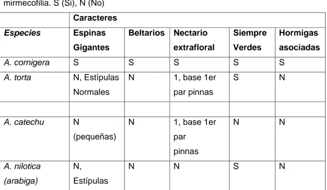 Tabla III. Acacia spp. colectadas en el JBC. Caracteres relacionados con la  mirmecofilia