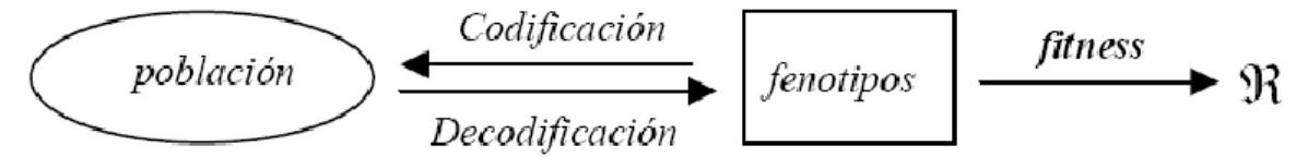 Figura 1.4: Codificación y función de fitness. 