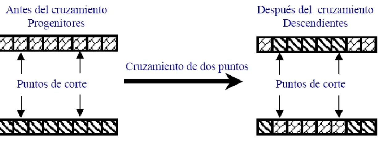 Figura 1.8: Esquema del cruzamiento uniforme. 