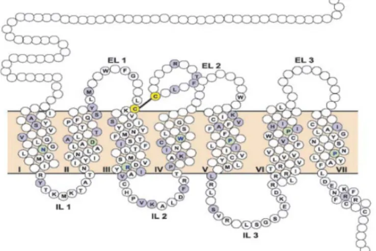 Figura 4. Estructura del receptor opioide. 