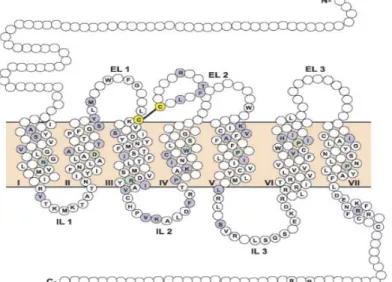 Figura 4. Estructura del receptor opioide. 