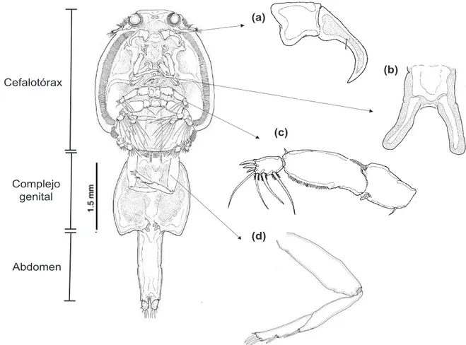 Figura  3.  Morfología  general  de  la hembra  Caligus  tenuifurcatus Wilson, 1937. En la  izquierda se muestran los tres segmentos: Cefalotórax, Complejo genital y Abdomen