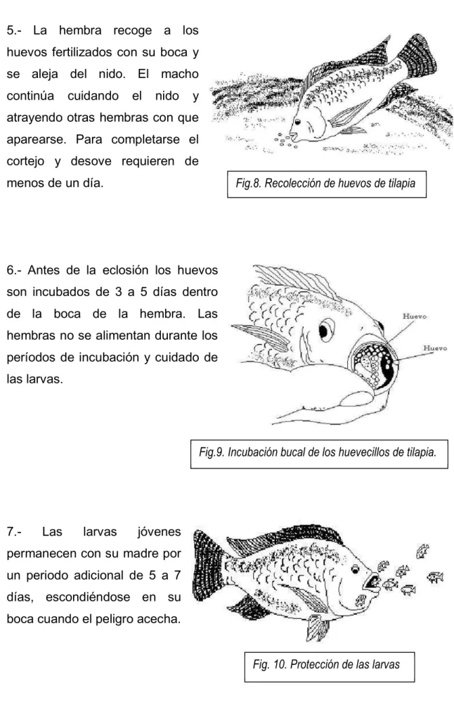 Fig. 10. Protección de las larvas 