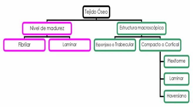Figura 1. Esquema de los tipos de tejido óseo. 