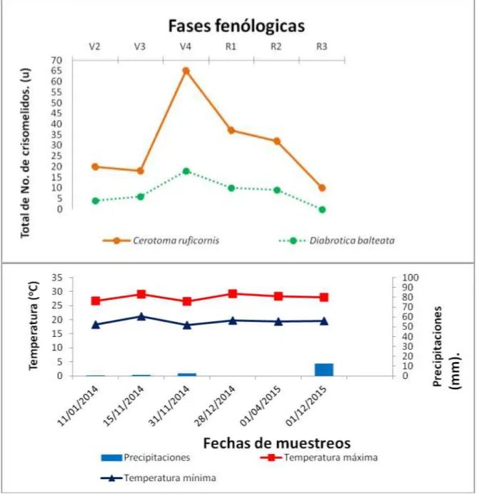 Figura 1. Fluctuación poblacional de los crisomélidos y su relación con la fenología  y las variables climáticas