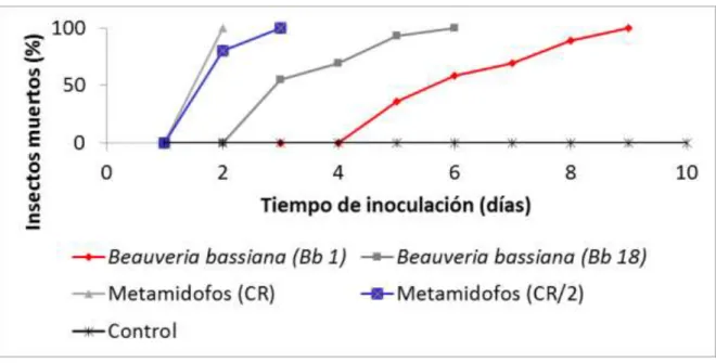 Figura 6. Patogenicidad de dos cepas de Beauveria bassiana (Bb 1 y Bb 18) y dos  concentraciones de un insecticida sintético sobre C