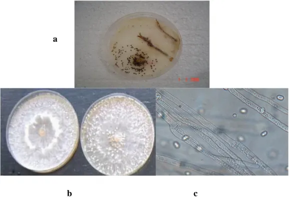 Figura  4.3.  Producción  de  esclerocios  en  cámara  húmeda  (a),  colonia  (b)  e  hifas  (c)  de  Sclerotium  rolfsii