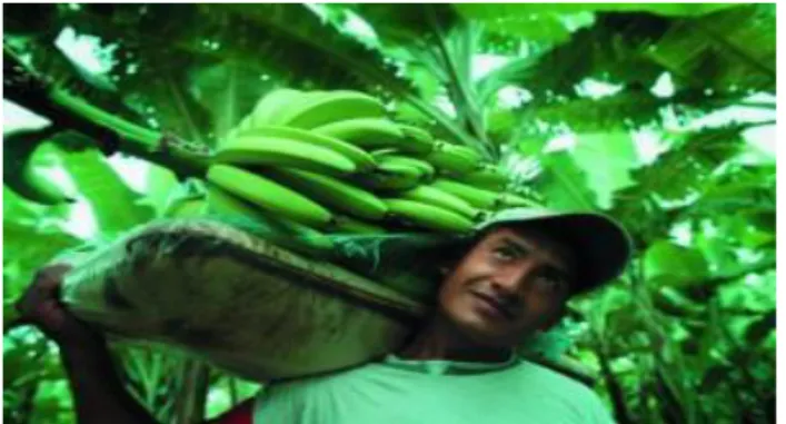 Fig 1.4. Recogida de banano en el campo.  Fuente: (López, 1995). 