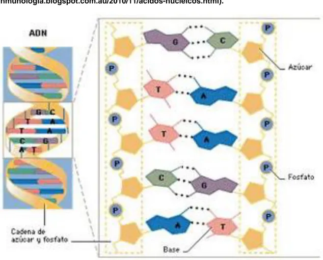 Figura  3.  Estructura  del  ADN.  (http://mtraburgos- (http://mtraburgos-inmunologia.blogspot.com.au/2010/11/acidos-nucleicos.html)