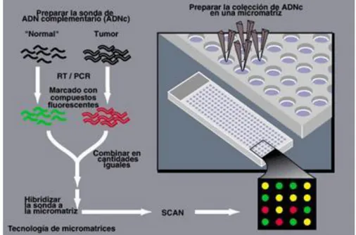 Figura 7. Tecnología microarray. 