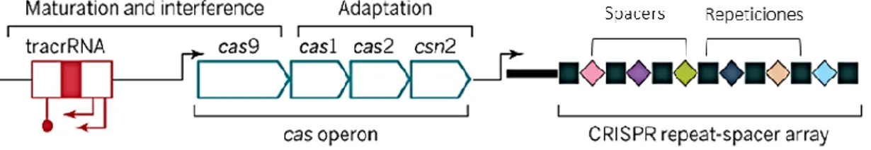 Figura 2. CRISPR tipo II, operón del gen cas con el tracRNA y las secuencias que forman el  crRNA [4]