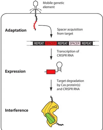Figura 3. Fases de la inmunidad del sistema CRISPR del tipo I y II [7]. 