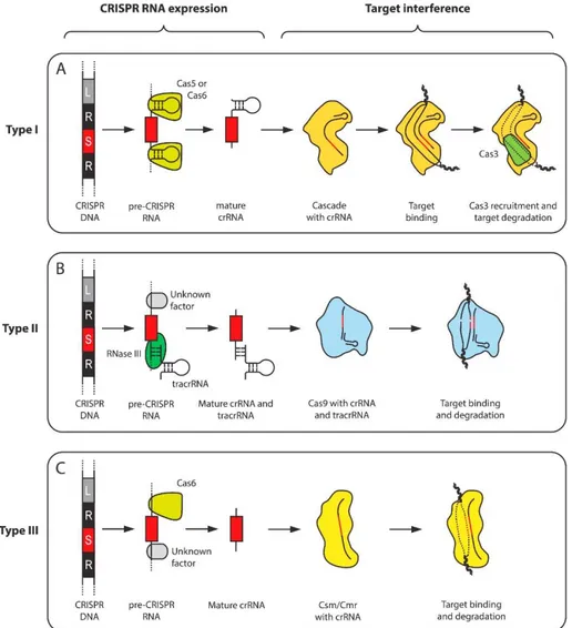 Figura 4. Fases de los tipos I-III de CRISPR y sus diferencias [7]. 