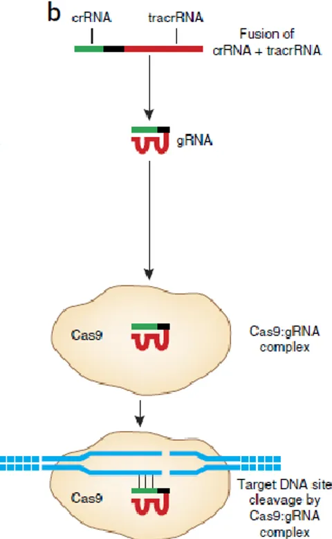 Figura 5. El sistema CRISPR-Cas9, guiado de la Cas9 por el complejo sgRNA [3]. 
