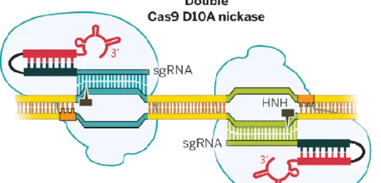 Figura 8 . Doble corte generado en el DNA objetivo al utilizar la Cas9 D10A y dos  sgRNA de guiado [4]