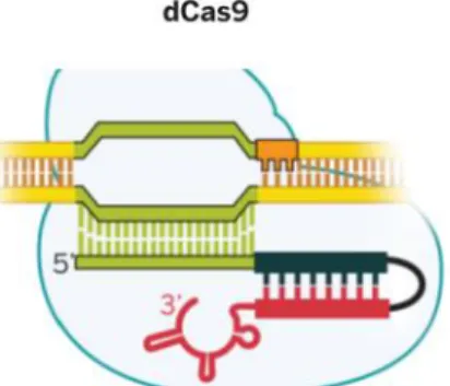 Figura 9. dCas9, no corta el DNA, se une a la diana especificada por la sgRNA [4]. 