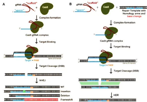 Figura 10. A) Proceso de generación de knockout por reparación de DSBs por NHEJ. B)  Inserciones específicas con CRISPR-Cas9 y el mecanismo de reparación HDR [11].