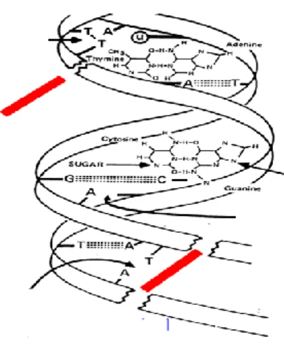 Fig. 3 Efectos de la radiación sobre el ADN 