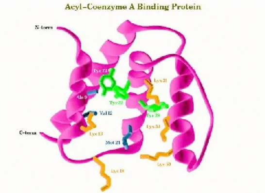 Figura  3: Representación de la estructura secundario de una proteína