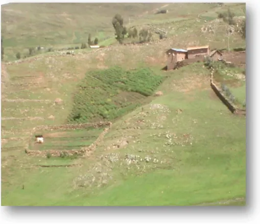Figure 11 Ccasapata, vista que permite apreciar una pequeña parcela cerca a la casa, y el espacio para criar a su  ganado