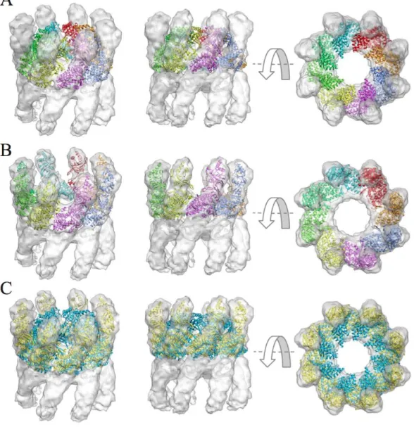 Figure 10:  Flexible fitting of the thermosome into an experimental EM map at 10Å.